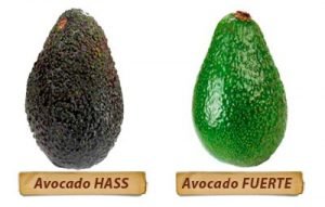 avocado - jaguacy