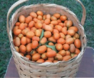 kumquat donadio 2