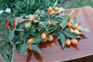 kumquat donadio 3